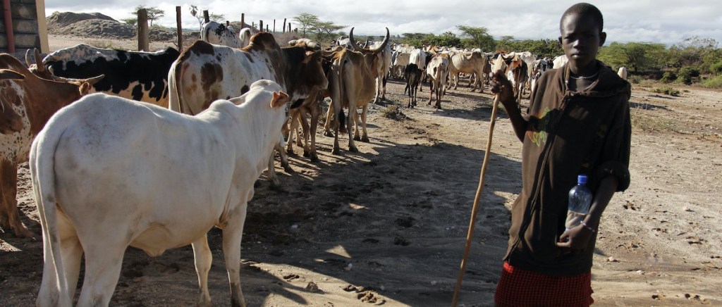 Police step up measures to curb cattle theft in Bukedi