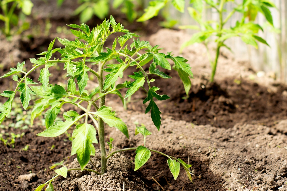 Pader’s fertiliser strategy for enhanced&nbsp;harvests