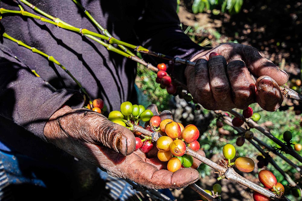 Lango farmers decry exploitation and manipulation by&nbsp;middlemen