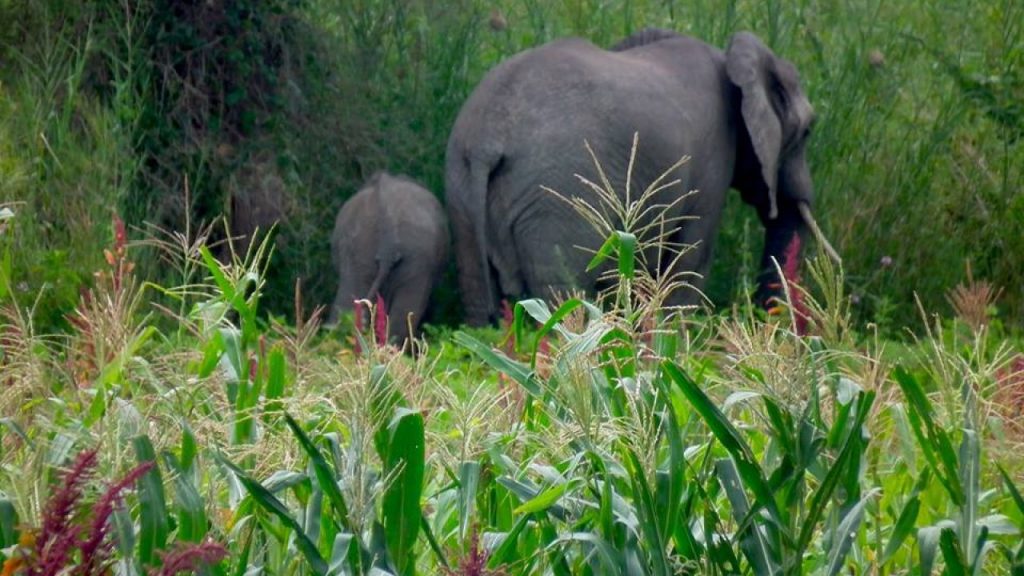 Stray elephants cause havoc in Otuke, injure&nbsp;two.